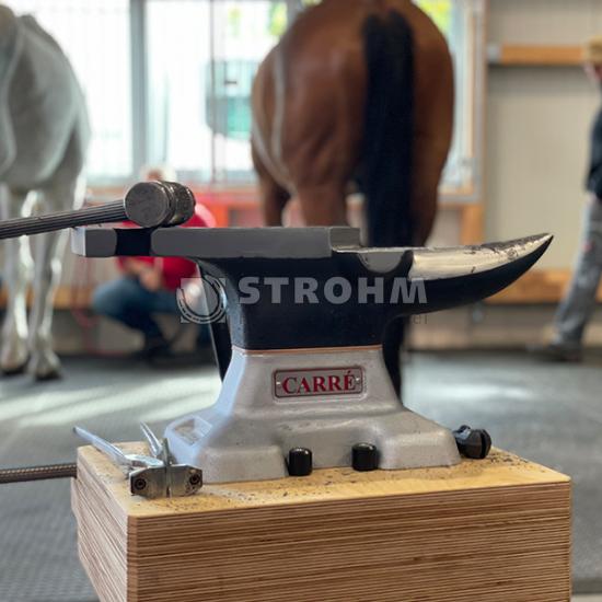 CARRÉ Amboss Little